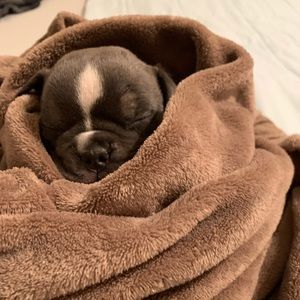 Meet your Posher, Romy